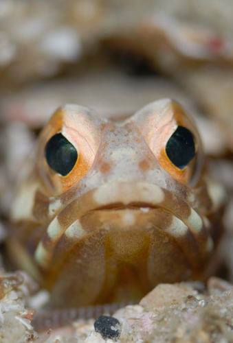 �����@���Ɖ�